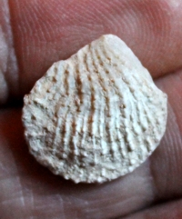  Plicatula gurgites