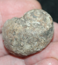 fossil gastropod 