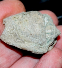 fossil strombus 
