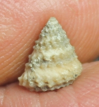  Calliotropis biarmata