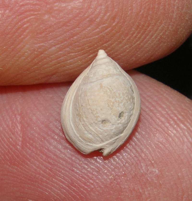  Nassarius gibbosula 