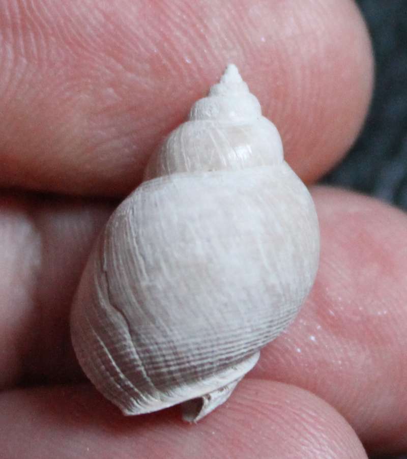  Sphaeronassa mutabilis, Linneus 