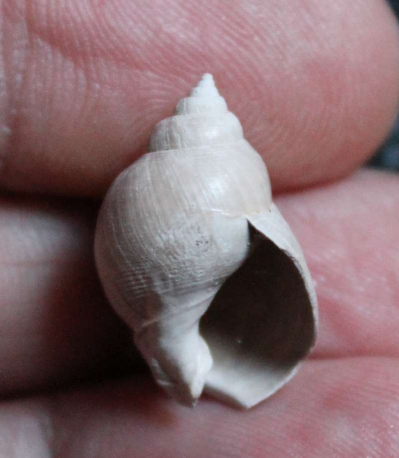  Sphaeronassa mutabilis, Linneus 