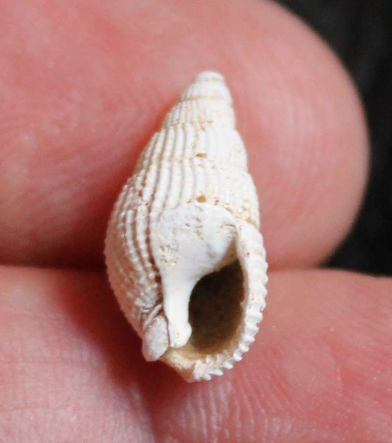  Nassarius restitutiana