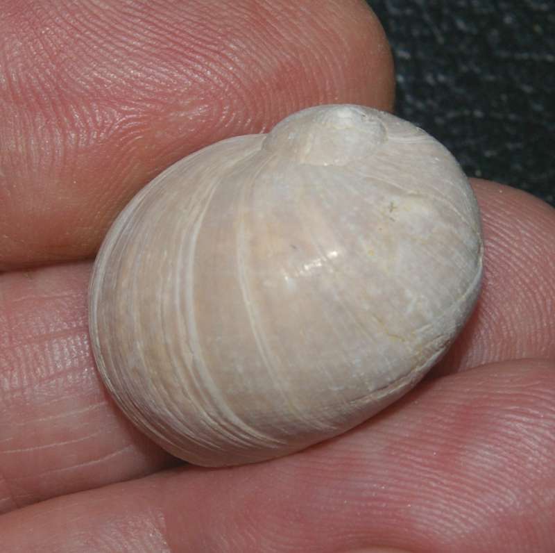  Naticarius tigrinus 
