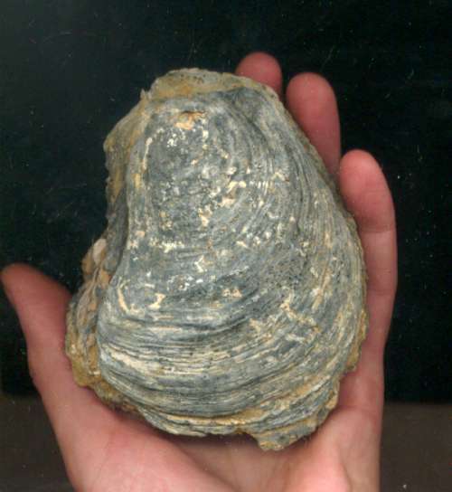 ostraea cariosa.jpg