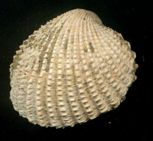 Protathac crassicosta