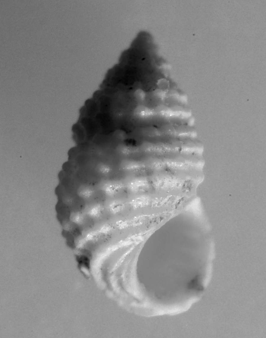  Alvania  venus transiens