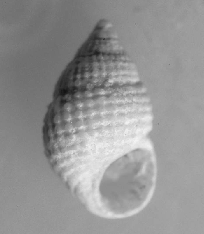  Alvania perregularis