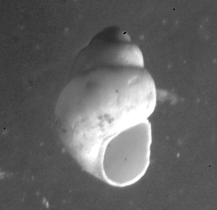  Alvania perregularis