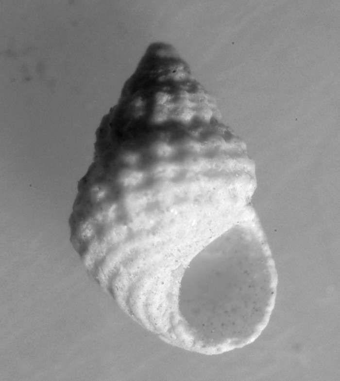  Alvania montagui