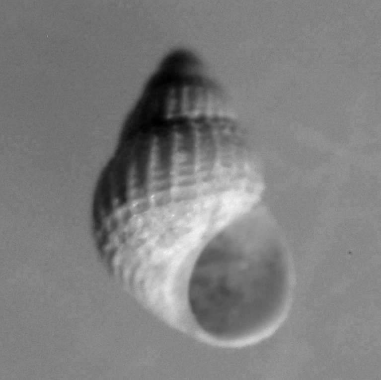 Alvania pnctura