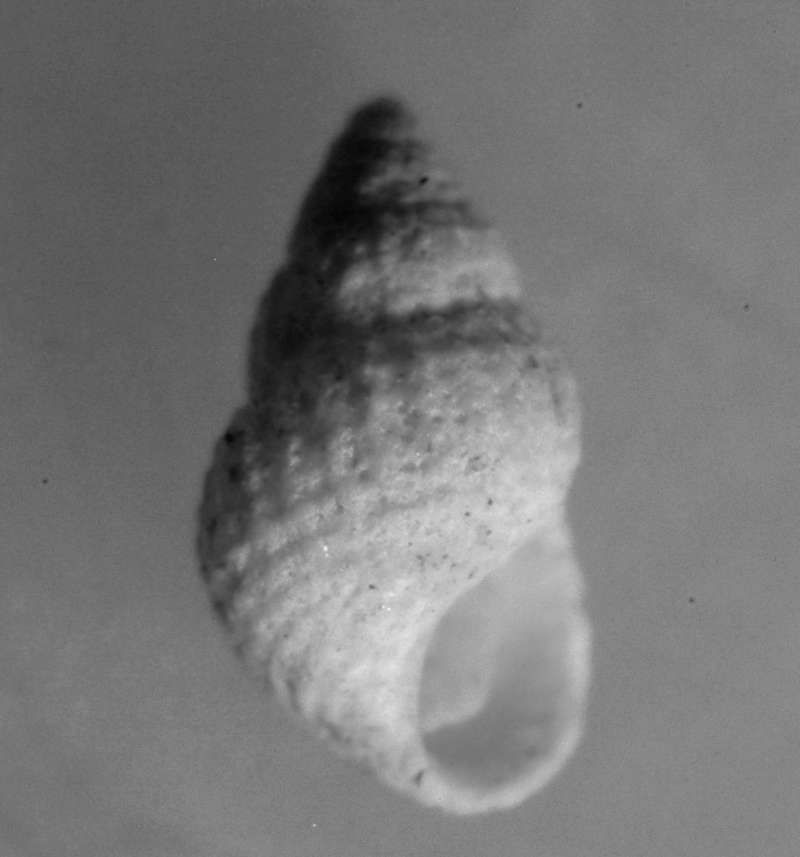  Alvania sublaevigata