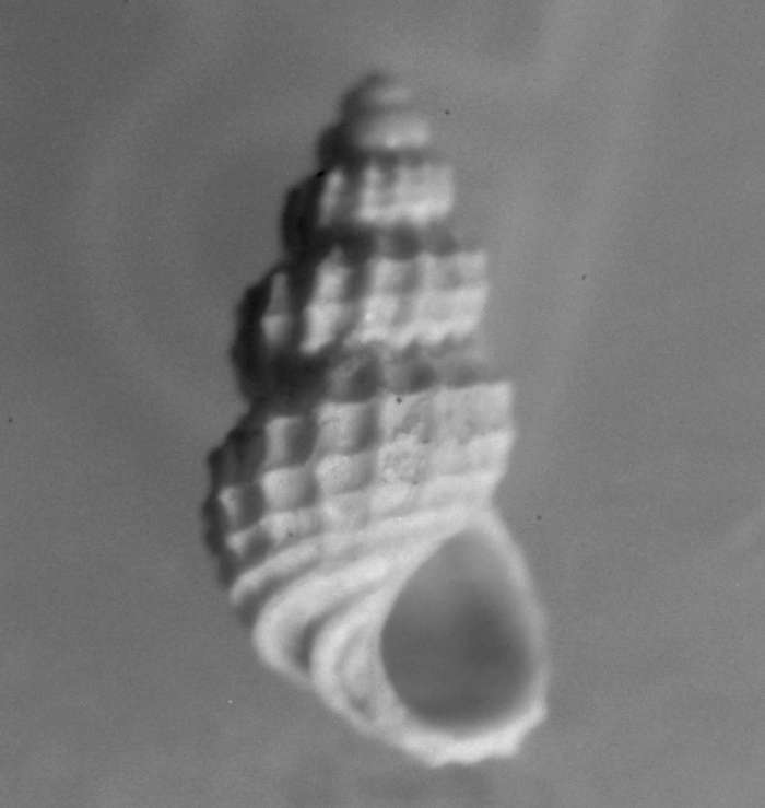  Alvania alexandrae