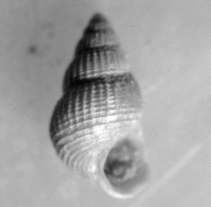  Alvania tenuicostata