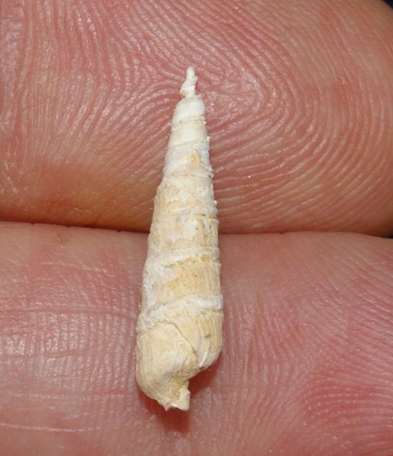  Strioterebrum pliocenicum 