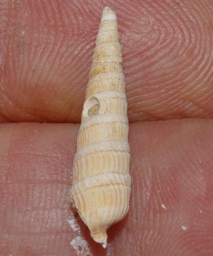  Terebra postneglecta 