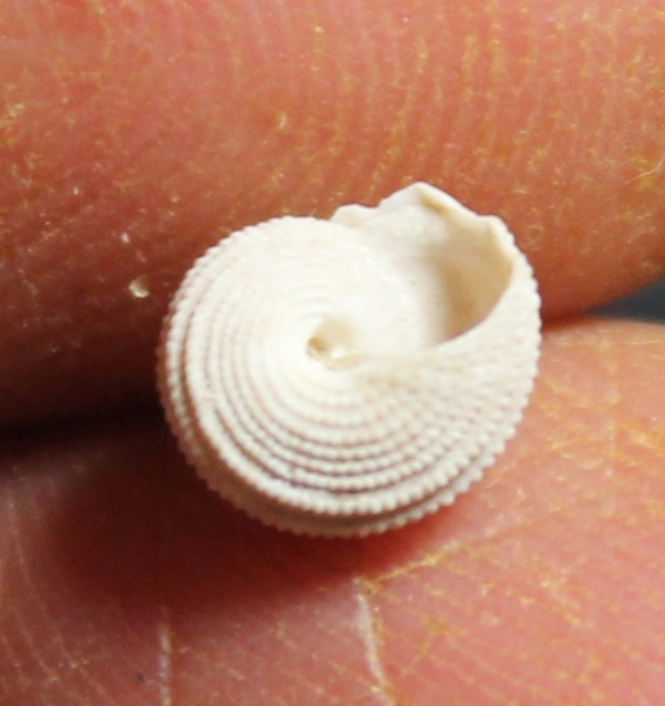 Clanculus krachi 