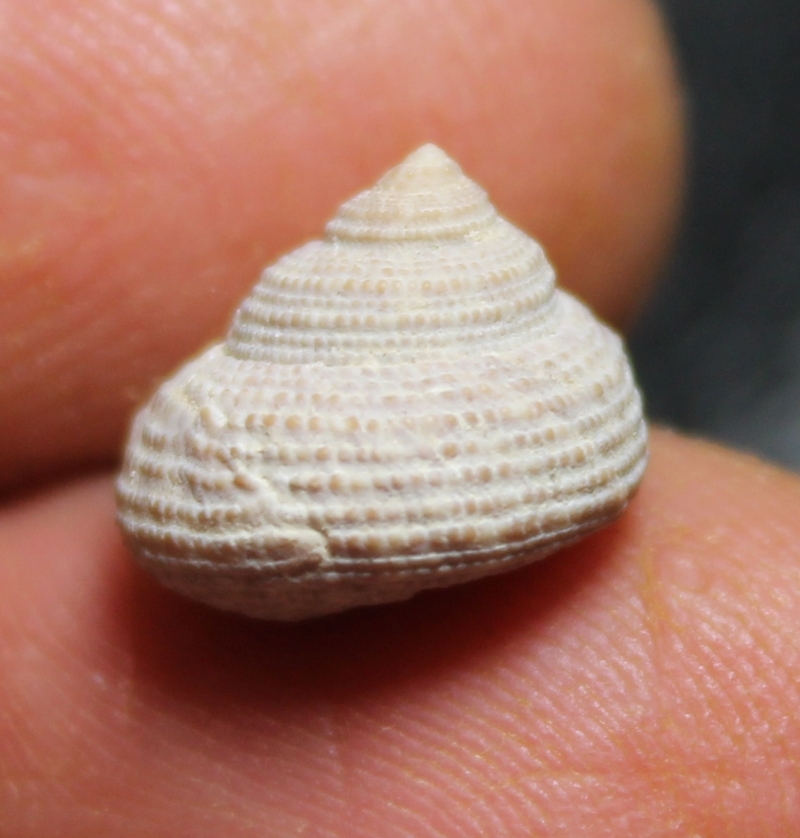 Clanculus robustus 