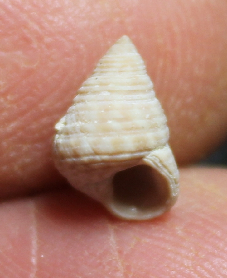 Calliostoma celinae 