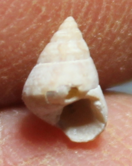 Jujubinus puber 