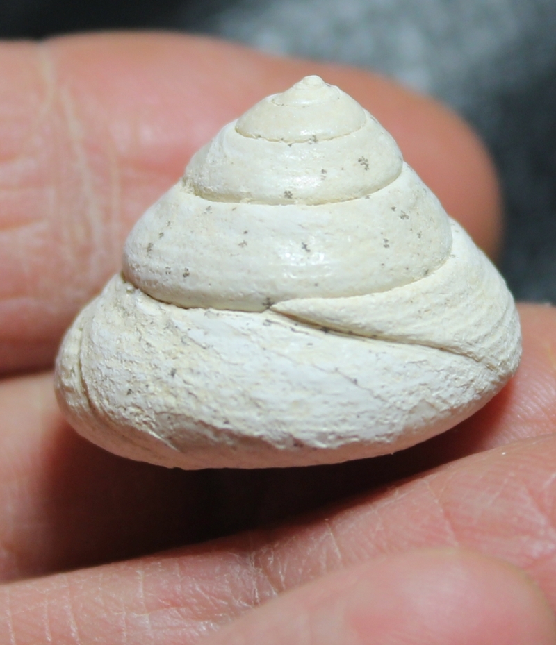 Oxystele orientalis 