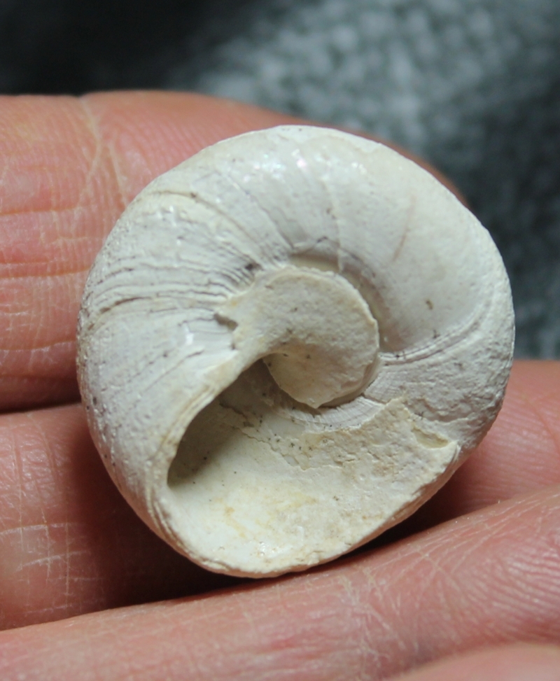 Oxystele orientalis 