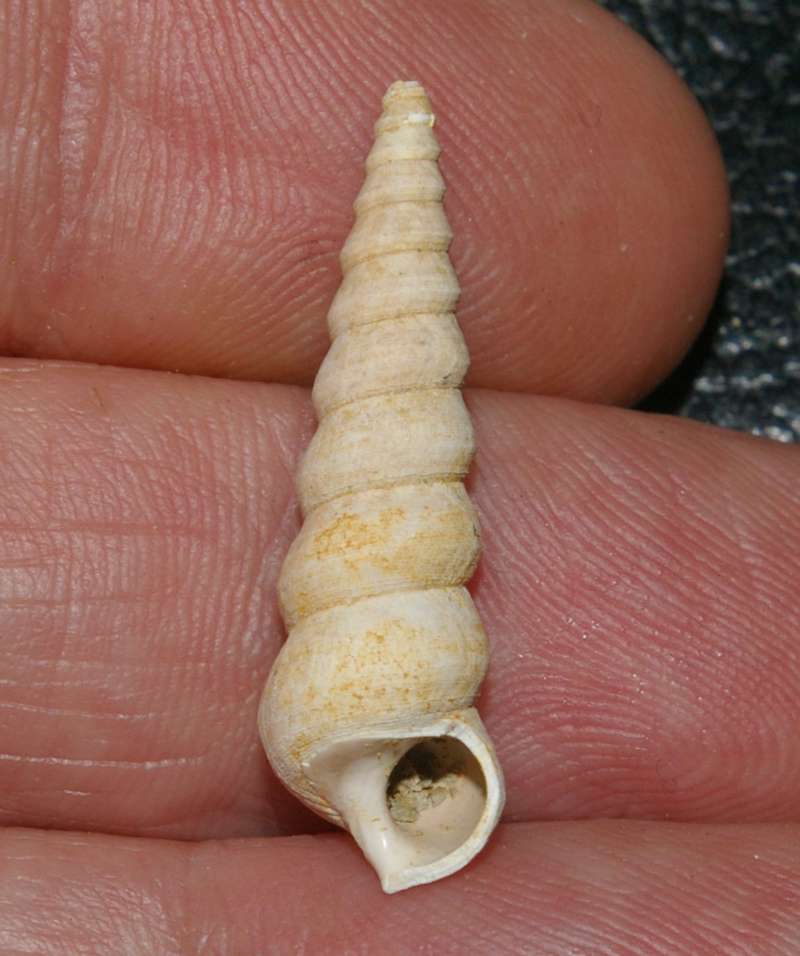  Mesalia cochleata
