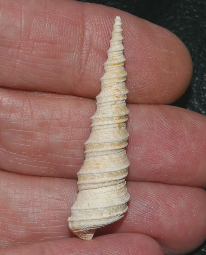  Mesalia cochleata