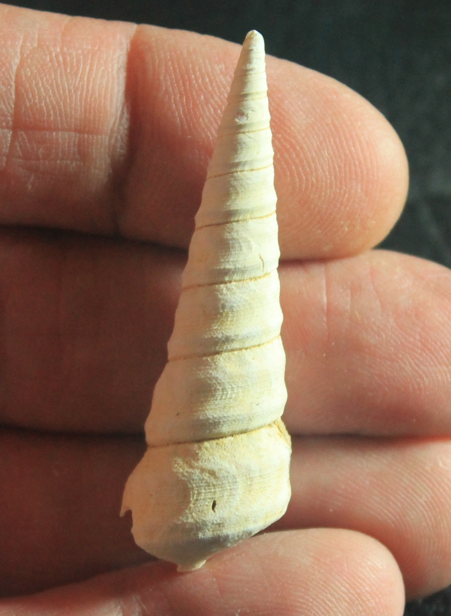  Turritella murrayana