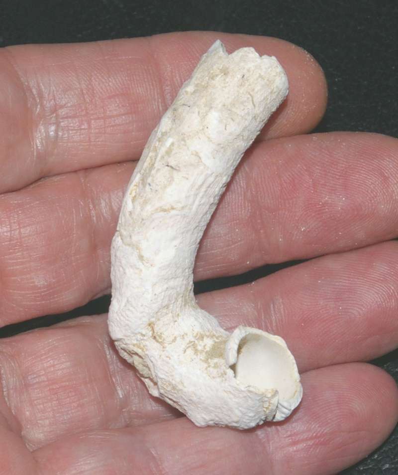  Lemintina arenaria 