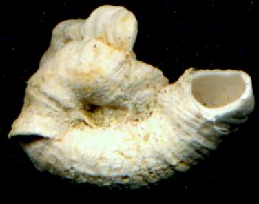  Vermetus intortus 