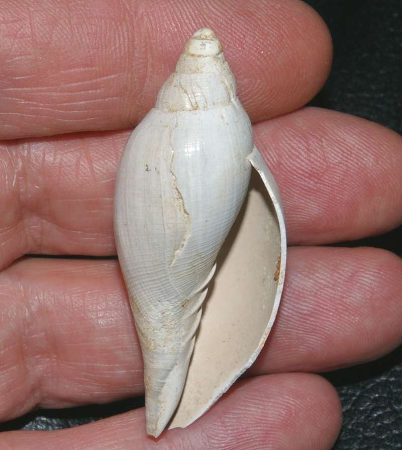  Scaphella trenholmi