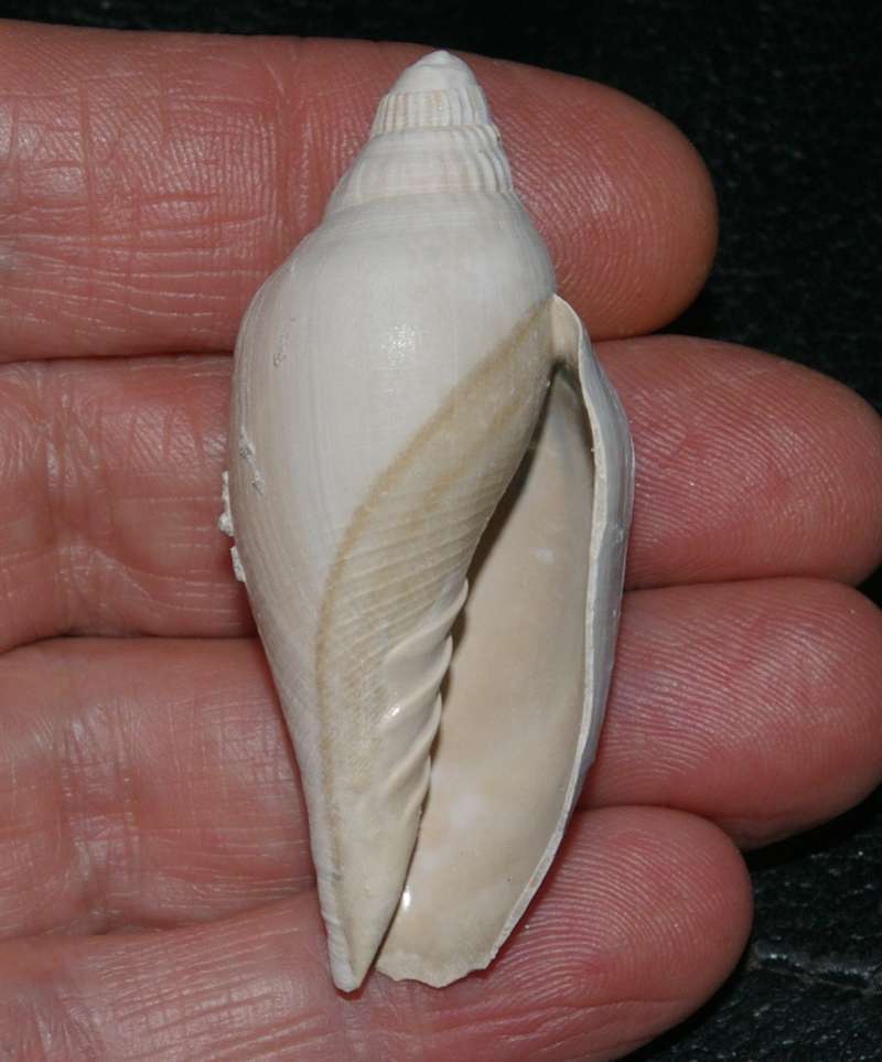  Scaphella precursor
