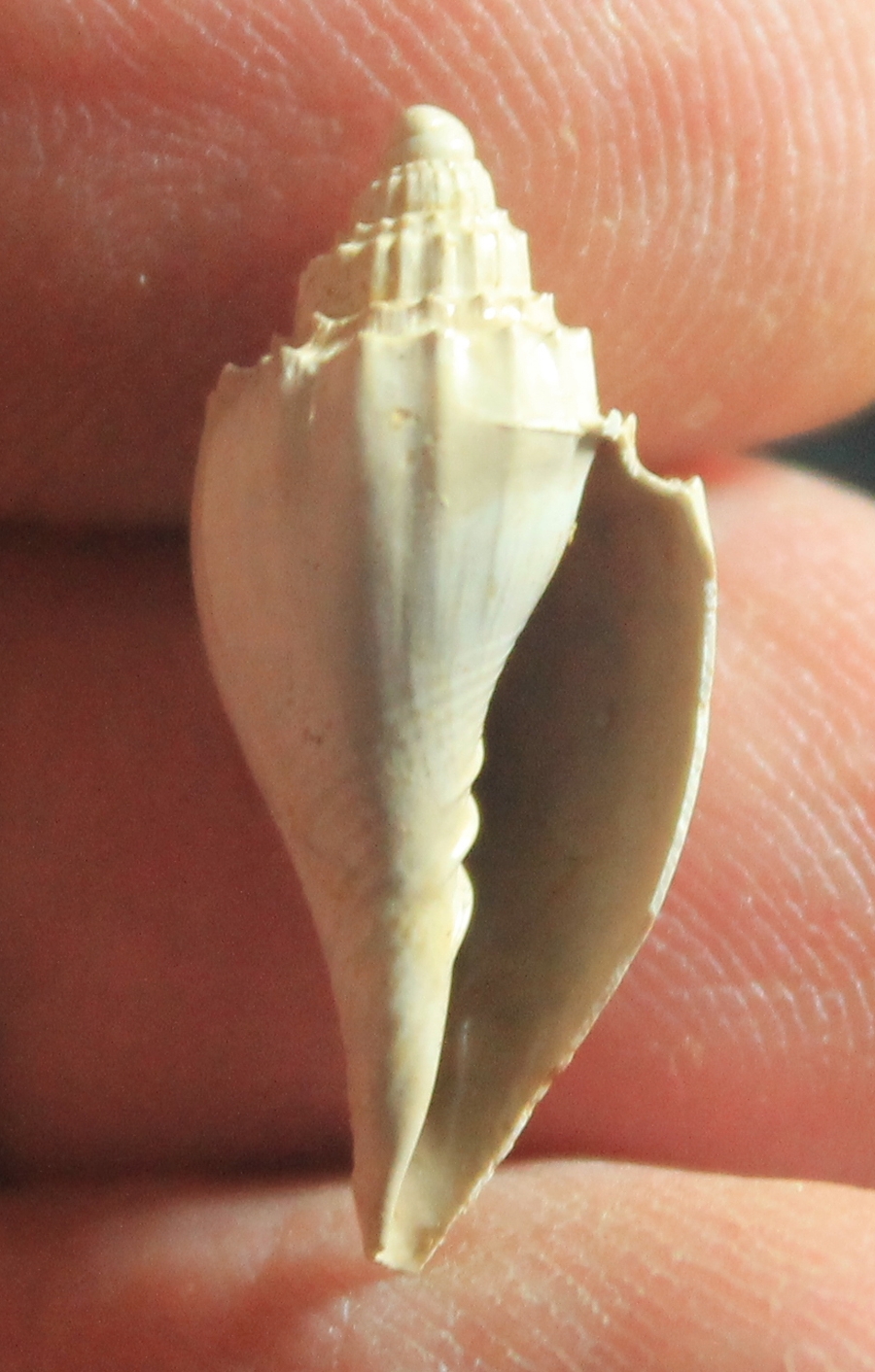  Ternivoluta antiscalaris