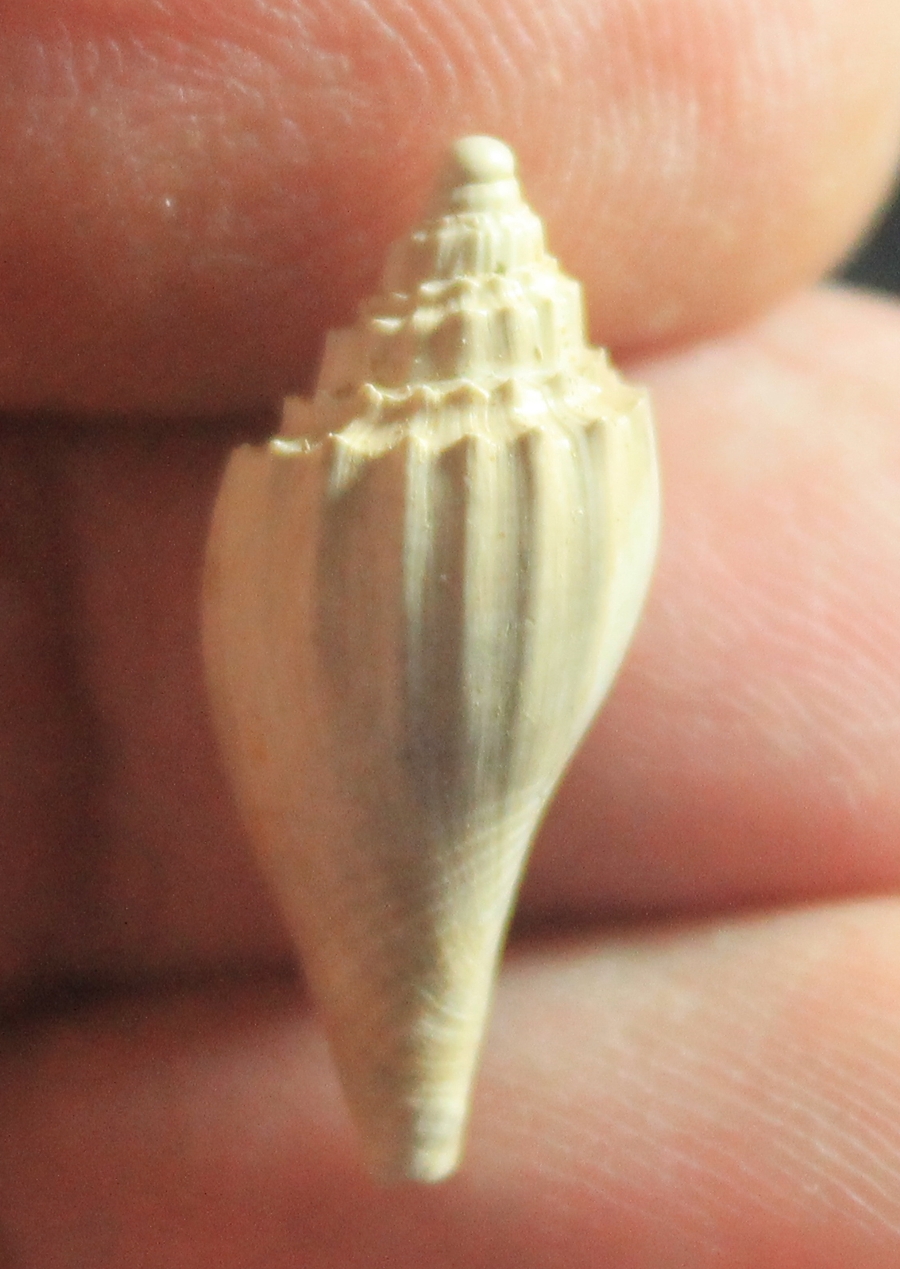  Ternivoluta antiscalaris