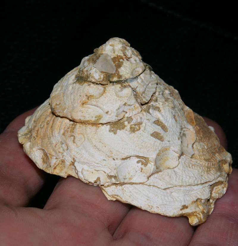  Xenophora influndibulum 