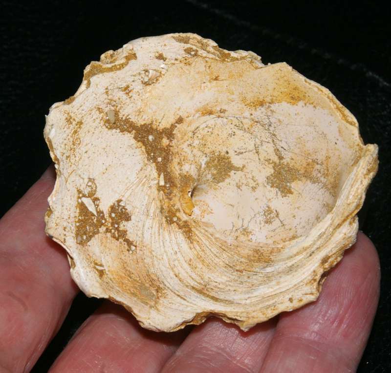  Xenophora influndibulum 