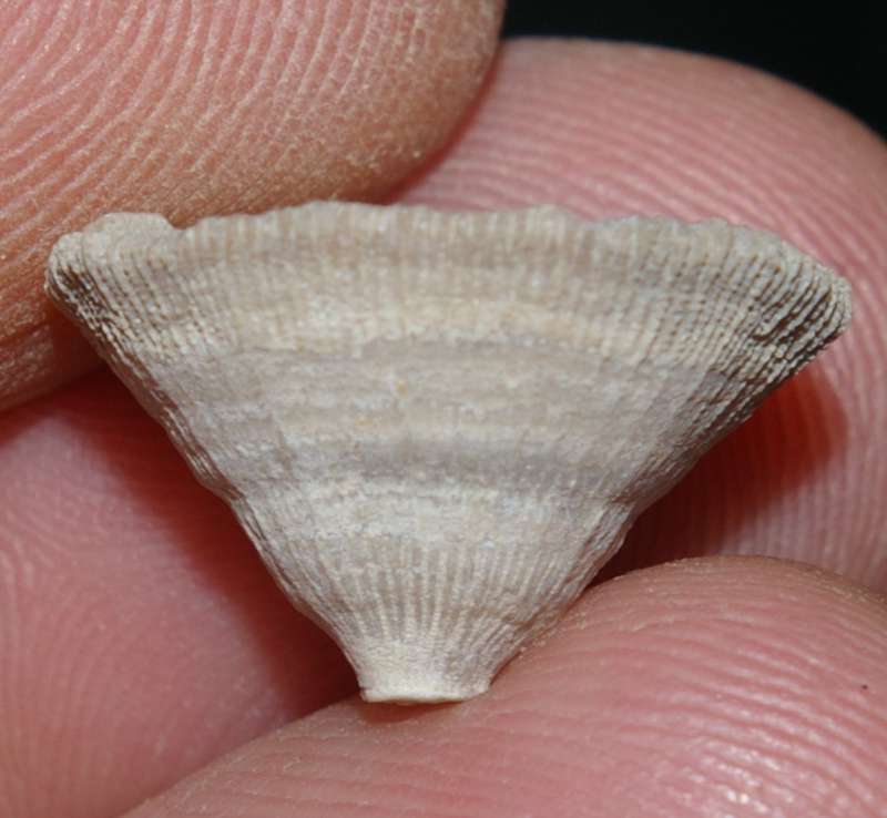 Fossil coral, Trochocyathus sinuosus