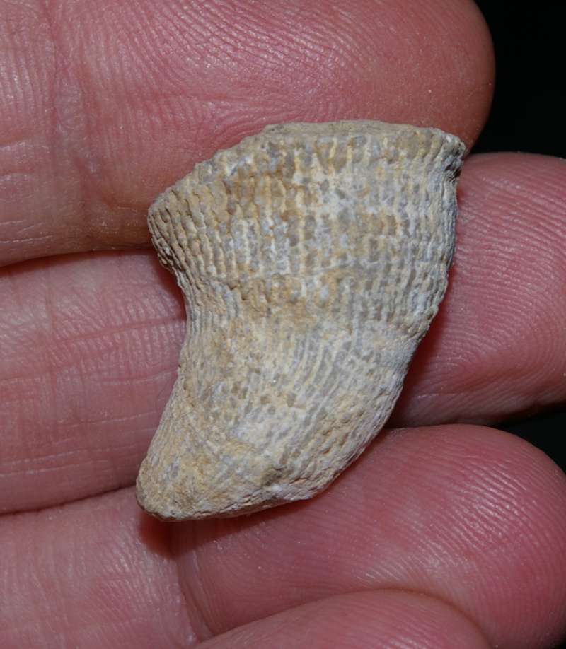 Devonian fossil coral