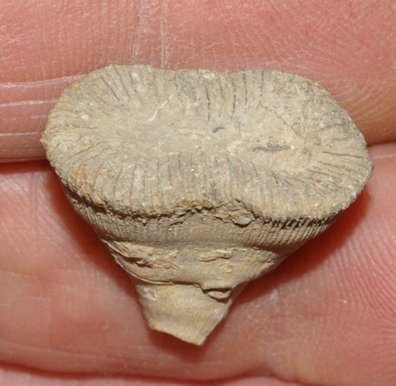 Pattalophyllia Sinuosa fossil coral