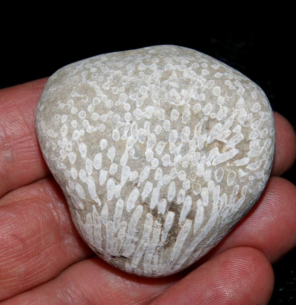Silurian coral
