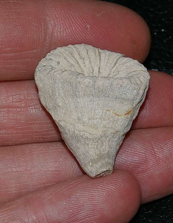 Campanian fossil coral