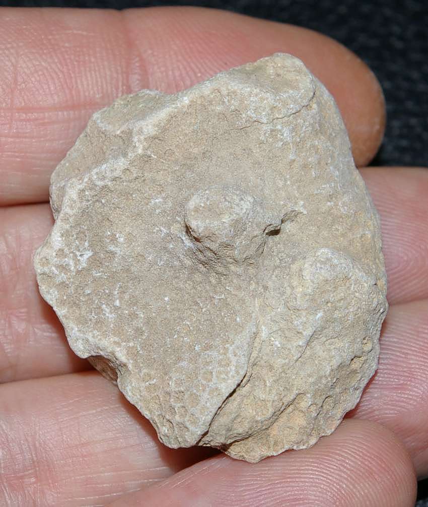 fossil coral
