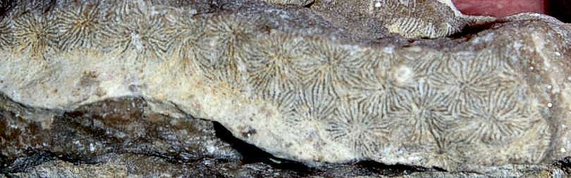 fossil coralMesomorpha forojuliensis