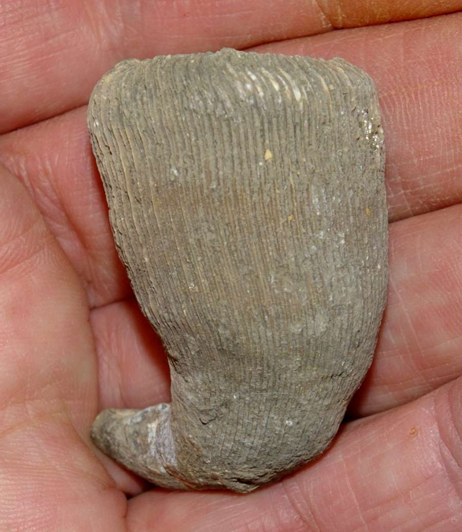 Cretaceous, Santonian fossil coral