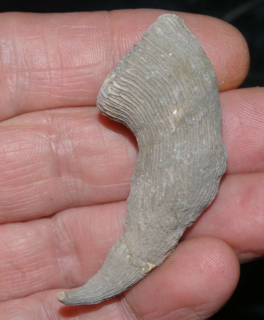  Placosmilia bofilli, fossil coral