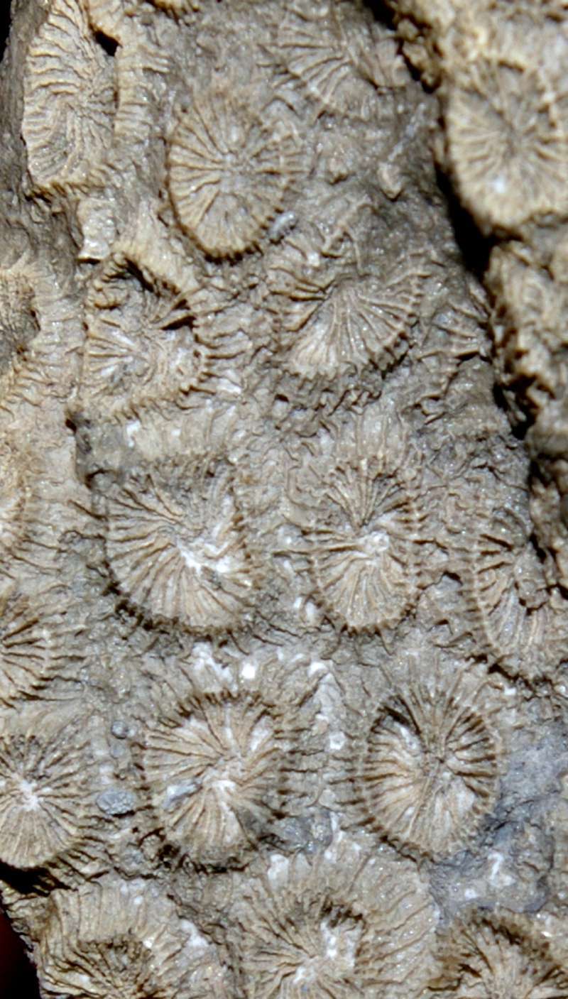 Eocene fossil coral