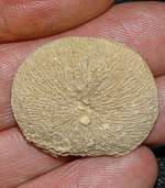  fossil coral