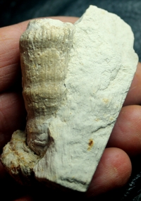  Parasmilia centralis, fossil coral